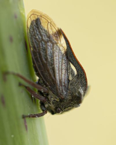 Centrotus cornutus
